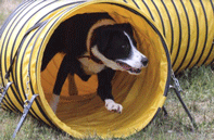 Dog Running Through Tube