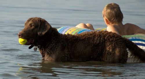 Image of dog and kids swimming at a Pet Friendly Beach