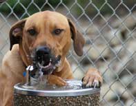 Thirsty Dog drinking from fountain