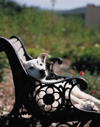 Dog Relaxing on a Bench at the Dog Park