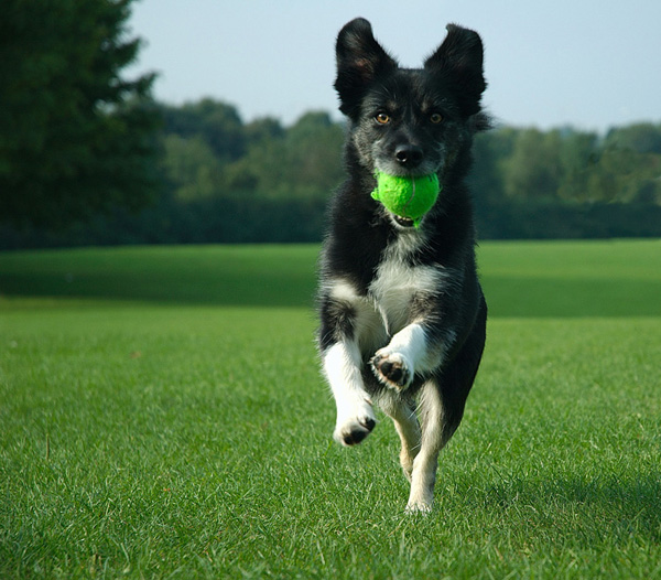 dog playing fetch