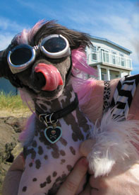 Chinese crested on beach wearing Doggles
